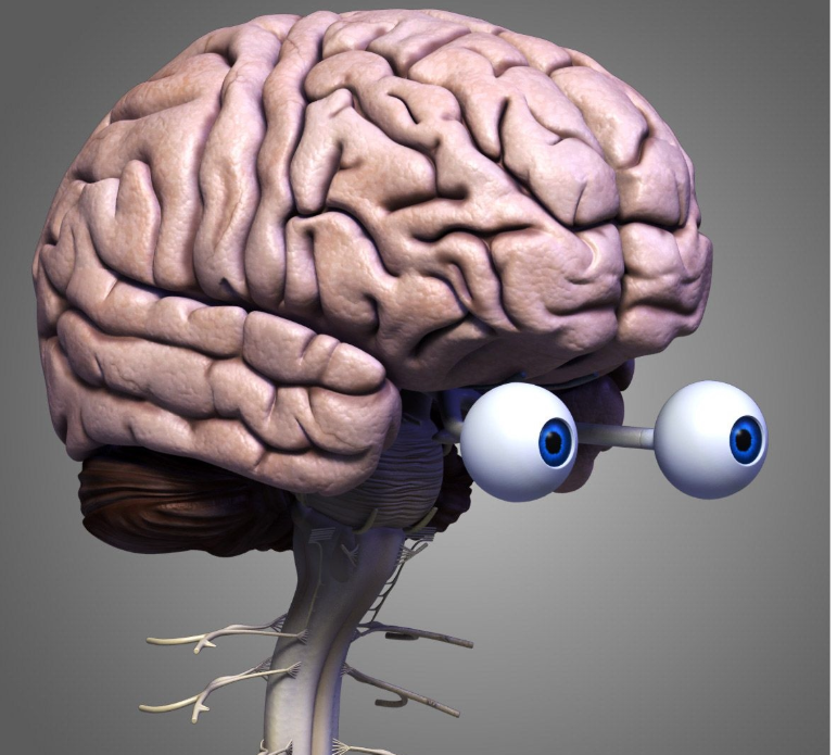 3D Brains